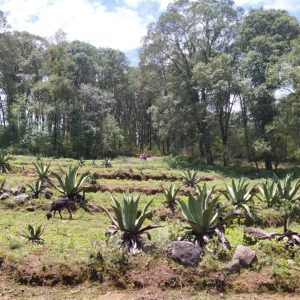 Venta de Propiedad (Por Lote) Omitlán de Juárez